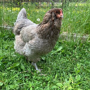 Official BYC Contest—Post Your Best (Worst) Chicken Molt Pictures - 2025 36c.jpg