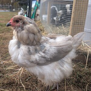 Official BYC Contest—Post Your Best (Worst) Chicken Molt Pictures - 2025 37a.jpg