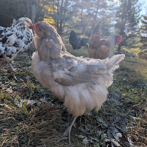 Official BYC Contest—Post Your Best (Worst) Chicken Molt Pictures - 2025 37c.jpg
