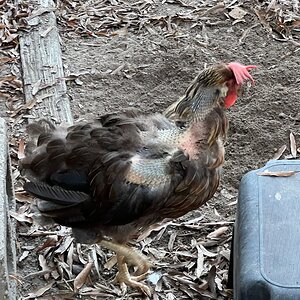 Official BYC Contest—Post Your Best (Worst) Chicken Molt Pictures - 2025 38b.jpg