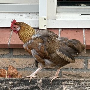 Official BYC Contest—Post Your Best (Worst) Chicken Molt Pictures - 2025 40.jpg