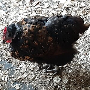 Official BYC Contest—Post Your Best (Worst) Chicken Molt Pictures - 2025 41.jpg