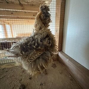 Official BYC Contest—Post Your Best (Worst) Chicken Molt Pictures - 2025 43a.jpg