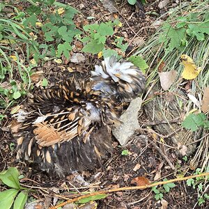 Official BYC Contest—Post Your Best (Worst) Chicken Molt Pictures - 2025 44b.jpg