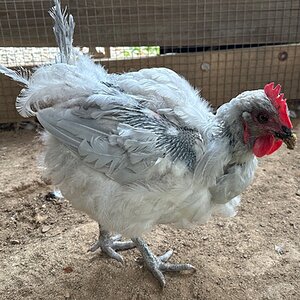 Official BYC Contest—Post Your Best (Worst) Chicken Molt Pictures - 2025 51c.jpg