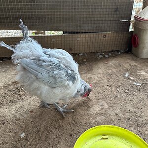 Official BYC Contest—Post Your Best (Worst) Chicken Molt Pictures - 2025 51d.jpg