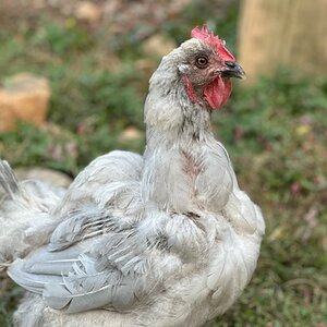 Official BYC Contest—Post Your Best (Worst) Chicken Molt Pictures - 2025 51f.jpg