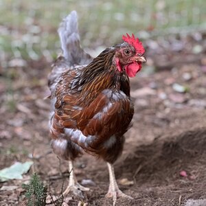 Official BYC Contest—Post Your Best (Worst) Chicken Molt Pictures - 2025 52a.jpg