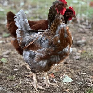 Official BYC Contest—Post Your Best (Worst) Chicken Molt Pictures - 2025 52b.jpg