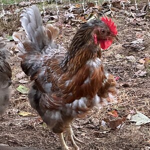 Official BYC Contest—Post Your Best (Worst) Chicken Molt Pictures - 2025 52c.jpg