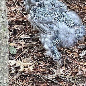 Official BYC Contest—Post Your Best (Worst) Chicken Molt Pictures - 2025 53g.jpg