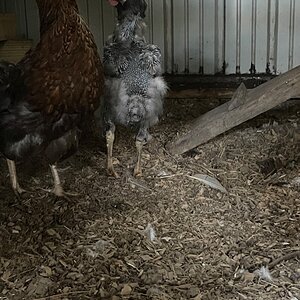 Official BYC Contest—Post Your Best (Worst) Chicken Molt Pictures - 2025 53h.jpg