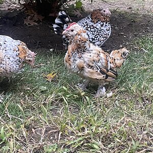 Official BYC Contest—Post Your Best (Worst) Chicken Molt Pictures - 2025 54b.jpg