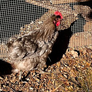 Official BYC Contest—Post Your Best (Worst) Chicken Molt Pictures - 2025 56a.jpg