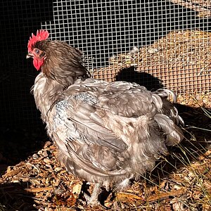 Official BYC Contest—Post Your Best (Worst) Chicken Molt Pictures - 2025 56b.jpg