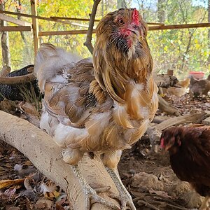 Official BYC Contest—Post Your Best (Worst) Chicken Molt Pictures - 2025 59.jpg
