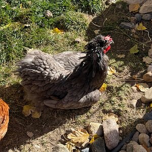 Official BYC Contest—Post Your Best (Worst) Chicken Molt Pictures - 2025 61a.jpg