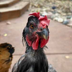 Official BYC Contest—Post Your Best (Worst) Chicken Molt Pictures - 2025 61b.jpg