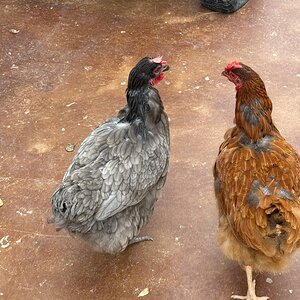 Official BYC Contest—Post Your Best (Worst) Chicken Molt Pictures - 2025 61d.jpg