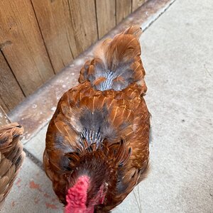 Official BYC Contest—Post Your Best (Worst) Chicken Molt Pictures - 2025 62b.jpg