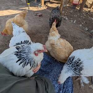 chicken cuddles