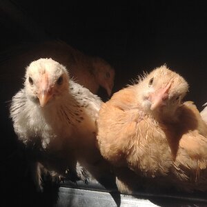 chicks.JPG