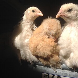 chicks.JPG