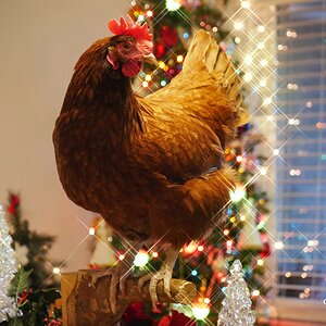 christmas chicken