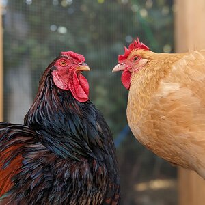 BB and the roosterjpg