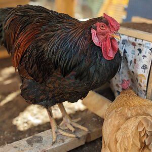 My rooster and hen.jpg