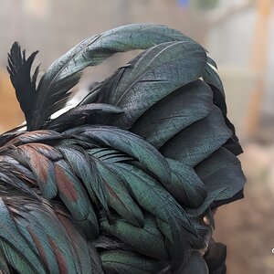 My roosters tail.jpg
