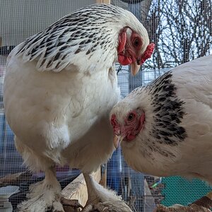 Palestrina and Joan jpg