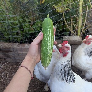 chickens and a cucumber.jpg