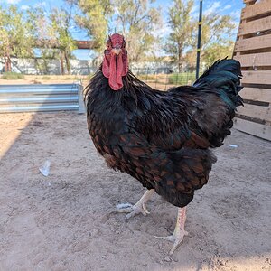 My rooster.jpg