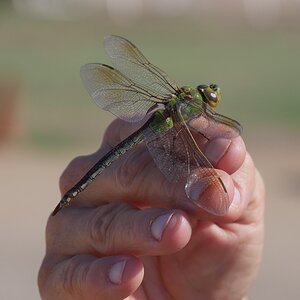 dragonfly.JPG