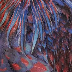 my roosters feathers.JPG