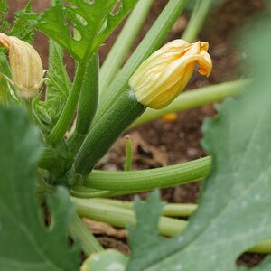 zucchini.JPG