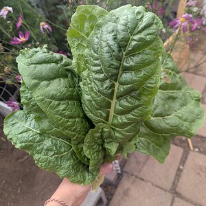 chard.jpg