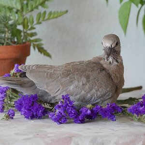 baby dove.JPG