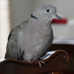 pichon.JPG