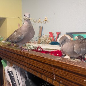 pichon and smarty.jpg