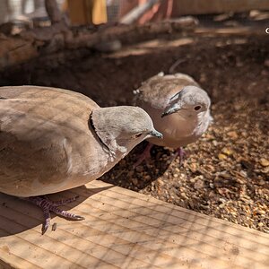 pichon and smarty.jpg