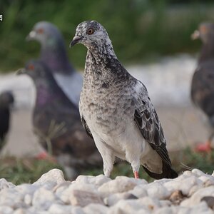 Pigeon.JPG