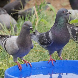 pigeons drinkingJPG