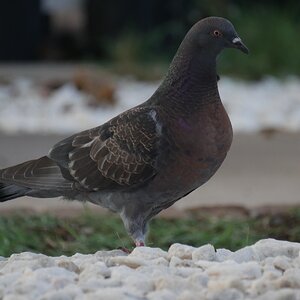 Pigeon with gold on wings.JPG