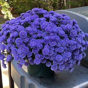 Media 'IMG_0383.jpeg' in category 'Miscellaneous'