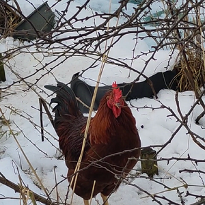 Rognvald crowing progress