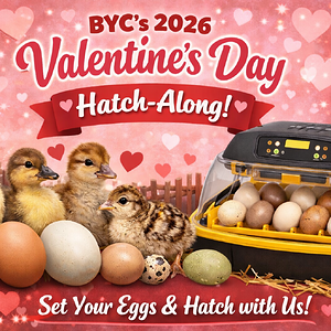 ChatGPT Image Jan 8, 2026, 05_17_19 PM.png