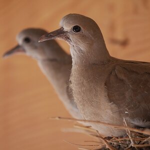 Baby doves nesting on the porch. JPG