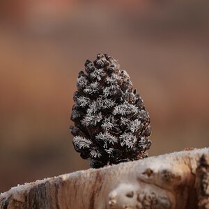 P1570758~2 (copy).JPG